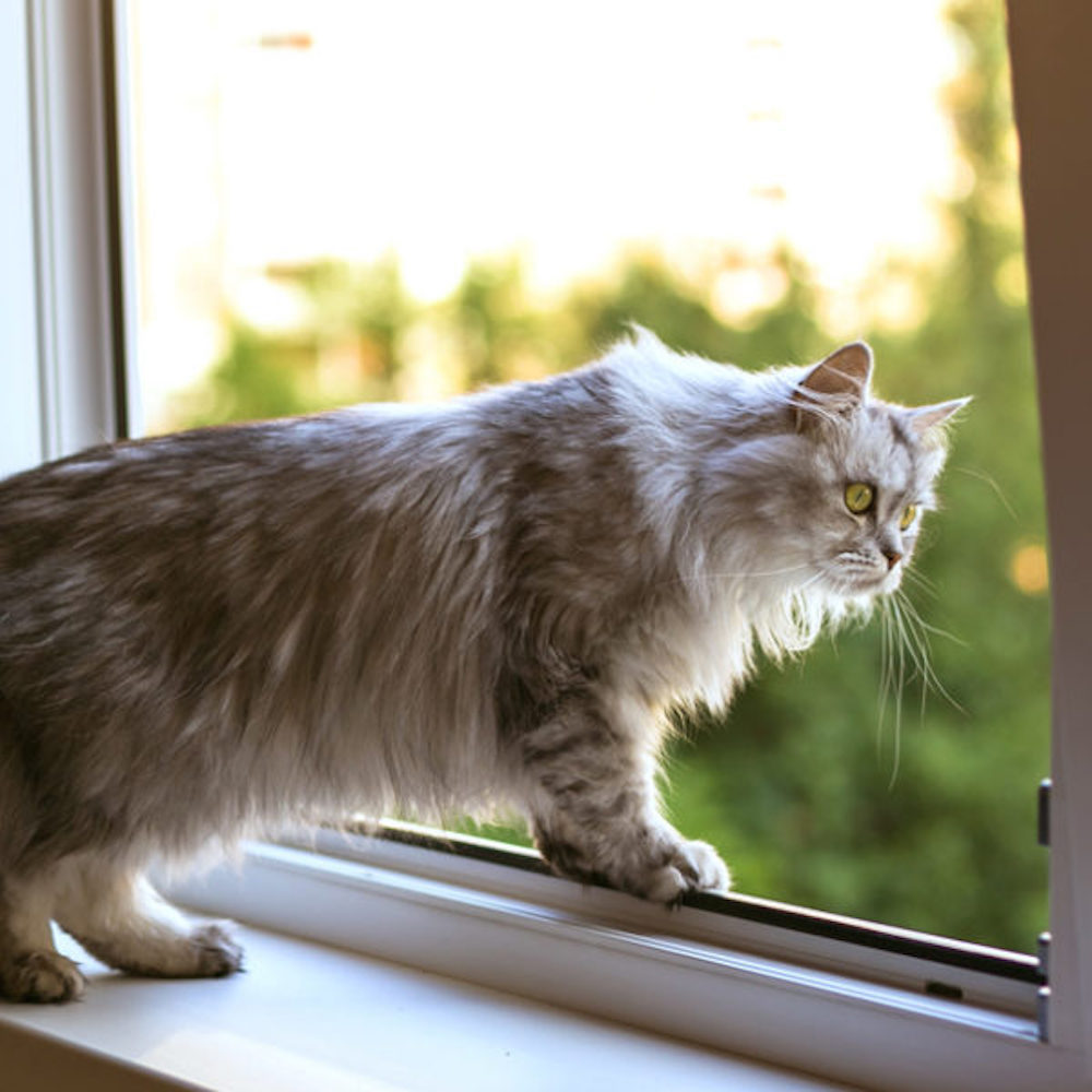 Jaringan Tingkap Untuk Kucing